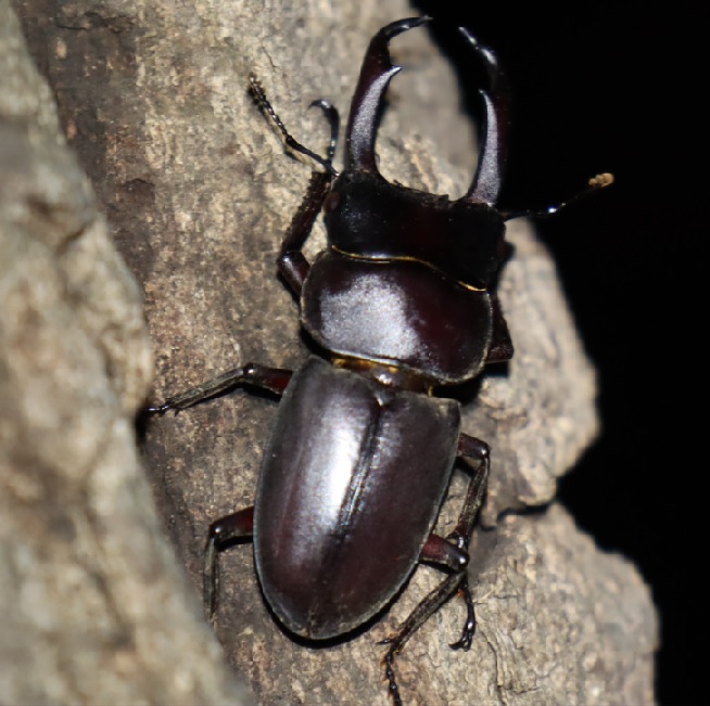 コクワガタ♂_No5のクヌギ_クワガタ達のオアシス_2023年5月20日20時25分 気温18.7度